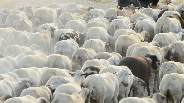 Cattle Sheep Walking