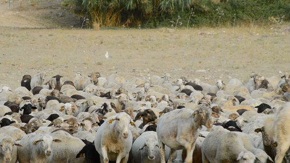 Cattle Sheep Walking at Sunset