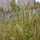 Grass In The Wind - VideoHive Item for Sale