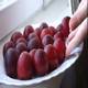 Putting Red Plums On The Plate - VideoHive Item for Sale