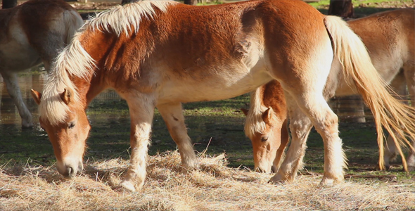 Horses in Barn