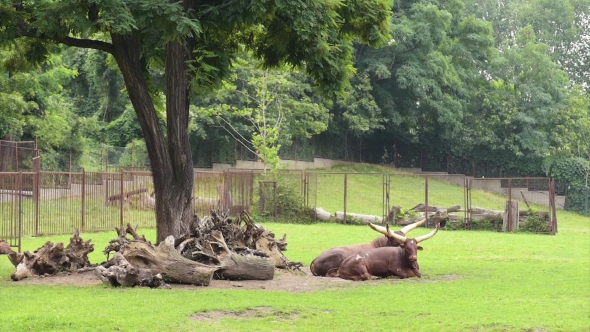 Ankole-Watusi In Zoo