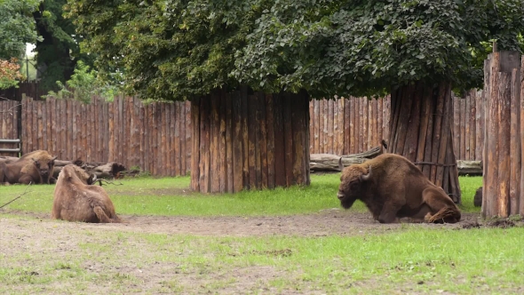 European Bison In Zoo
