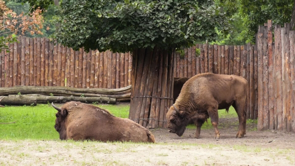 European Bison In Zoo