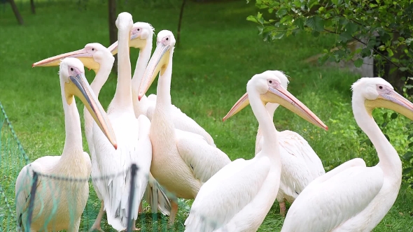 Great White Pelican