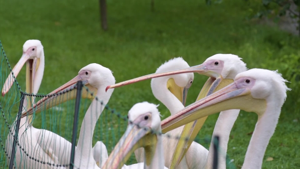 Great White Pelican