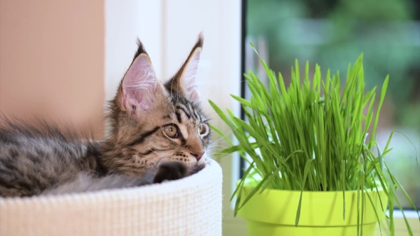 Kitten With Green Grass On Windowsill