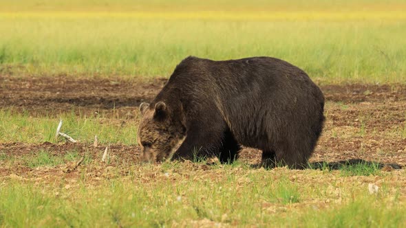 Brown Bear Ursus Arctos in Wild Nature is a Bear