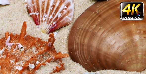 Seashells on Sand 2