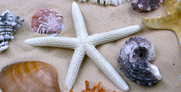 Starfish and Seashells on Sand 2