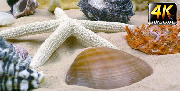 Starfish and Seashells on Sand 7