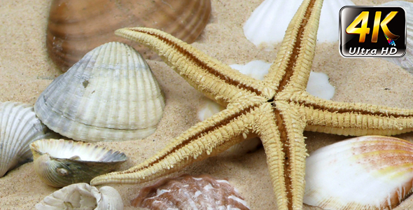 Starfish and Seashells on Sand 10