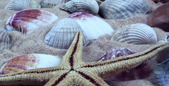 Starfish and Seashells on Sand 14