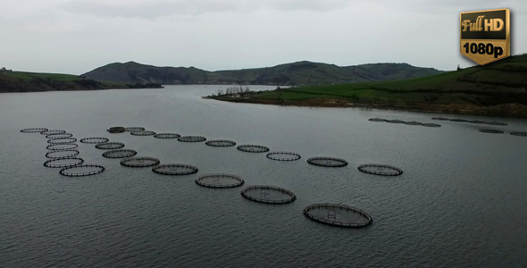 Fish Farm