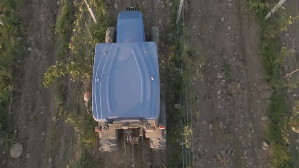 Aerial view farmer on tractor mowing weeds between rows of grapevines in vineyard landscape