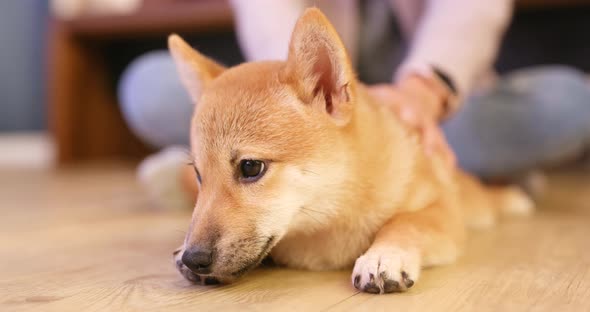 Sleeping shibu dog at home