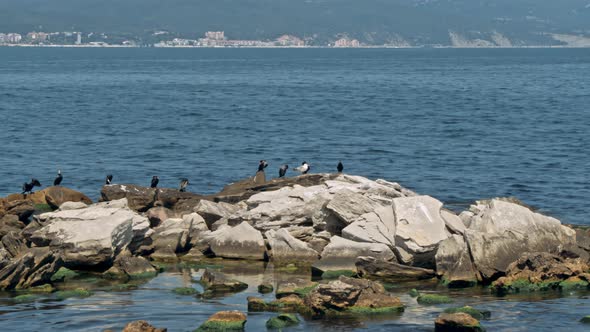 Cormorant Phalacrocorax Pelagicus