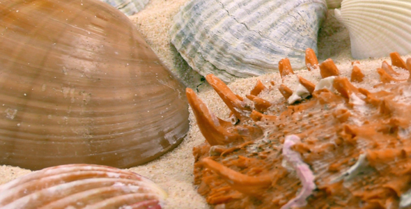 Seashells on Sand 3