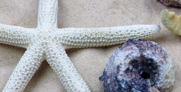 Starfish and Seashells on Sand 1