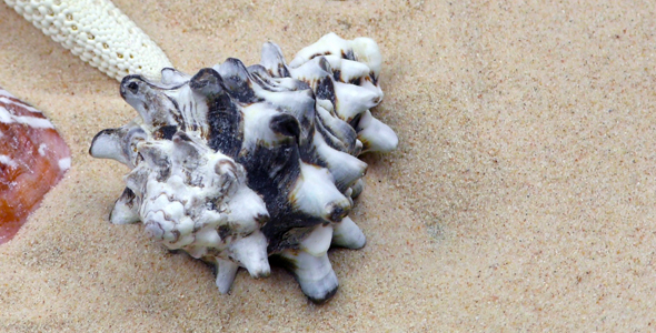 Starfish and Seashells on Sand 3