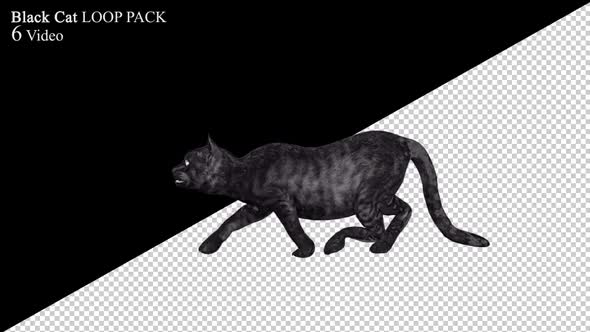 Black Cat Loop 6 Pack