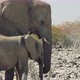 African bush elephants, mother and young animal, Etosha National Park - VideoHive Item for Sale