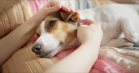 Owner Strokes Her Dog Who is Resting on the Bed