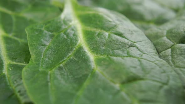 Fresh spinach leaf texture close up