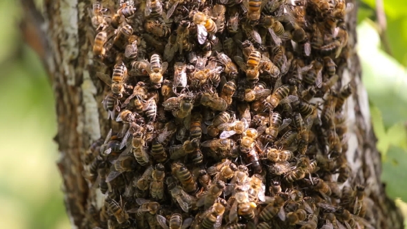 Bees Swarmed In Hive Honeycomb. Messenger Bee Does Waggle Dance To Convey To Others Direction And