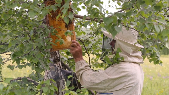 Beekeeper Working With Honeycombs