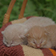 Newborn Kittens - VideoHive Item for Sale