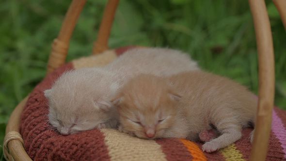 Newborn Kittens