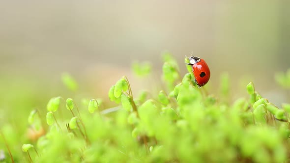Close-up Wildlife of a Ladybug in the Green Grass in the Forest