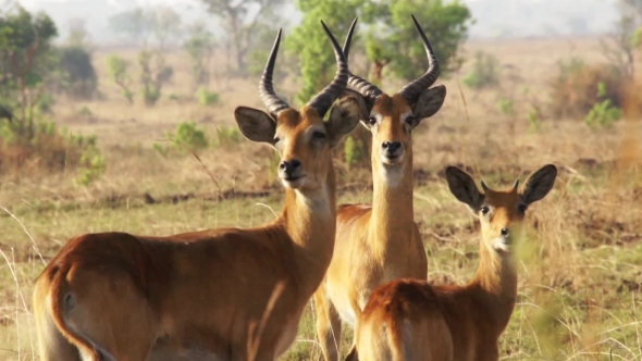 Impala Ram Motionless In Africa