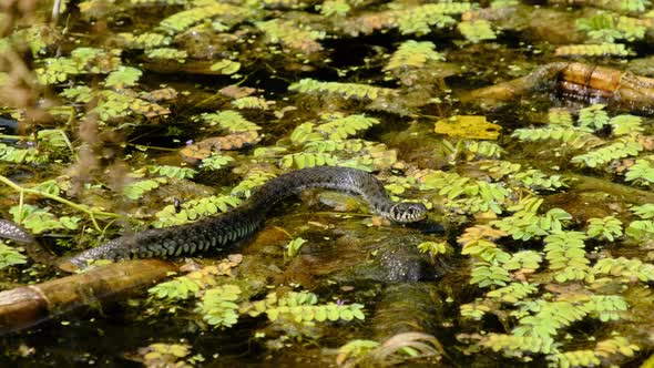Portrait of Snake in Swamp Thickets and Algae Closeup Serpent in River