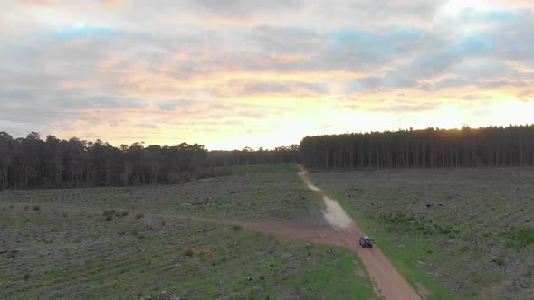 Ariel drone shot of car driving on road through pine plantation at sunset