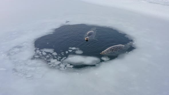 Far Eastern Seal Rest on the Surface of the Sea Among the Ice Floes