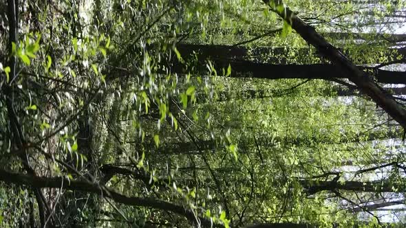 Vertical Video of Green Forest During the Day