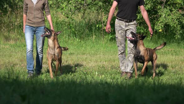 Dogs and Humans Are Synchronously Stepping.