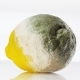 Rotten Lemon Covered With Mold Rotating Over White Background - VideoHive Item for Sale