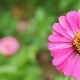 Beautiful Gerbera Flowers On The Green Background On a Horizontal Panorama - VideoHive Item for Sale