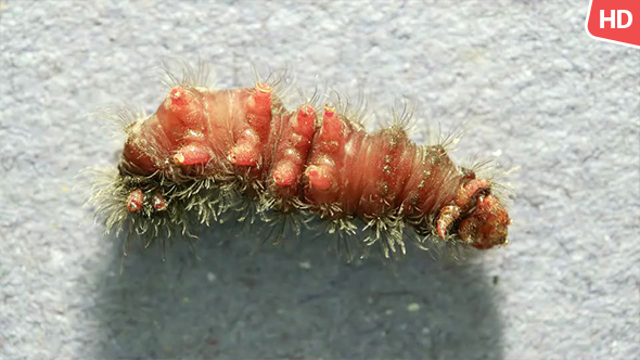 Living Caterpillar 0584