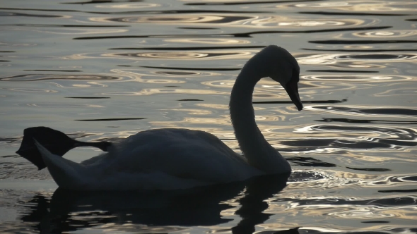 Swan Is Swimming In Clean Water With Sun Glare