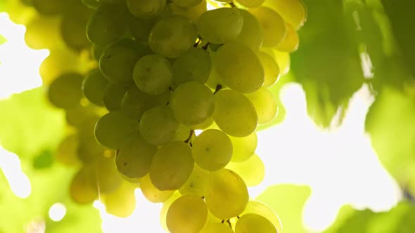 Ripe Bunch of White Grapes at Sunset with Sun Flares