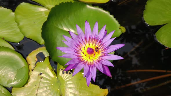 Close-up of Bees swarm on purple lotus or waterlily flower on the pond at sunny day.