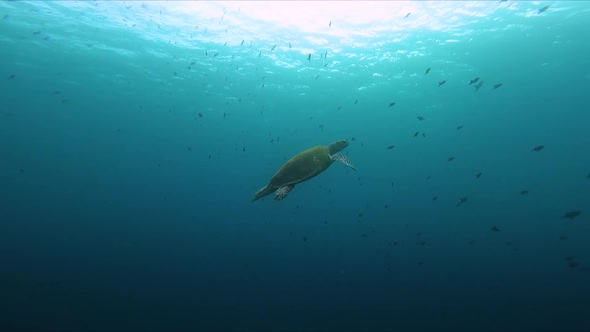 Sea Turtle Swimming with School of Fishes Underwater Shot Slow-Mo