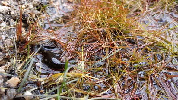 Alpine Newt salamander going in to pond 