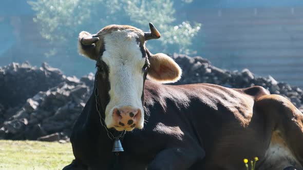 Cow Lies on the Lawn and Looks Into the Camera and Exhales Steam From Nostrils