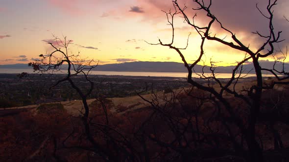 Branches reaching into the sky as the sun sets