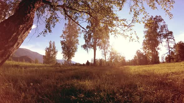 Sunny Rural Meadow at Mountain Landscape with Green Grass Trees and Sun Rays